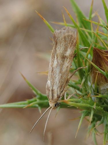 Brachodes funebris