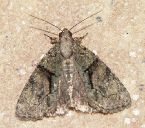 Réf. 105 508 : Cryphia ochsi