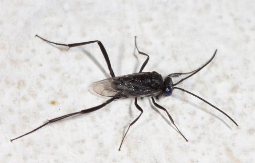 Réf. 105 911 : Evania appendigaster