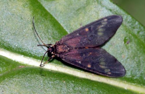 Maculonaclia florida
