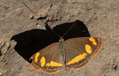 Neptis frobenia