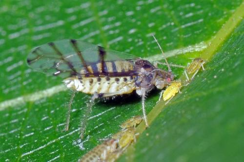 Panaphis juglandis