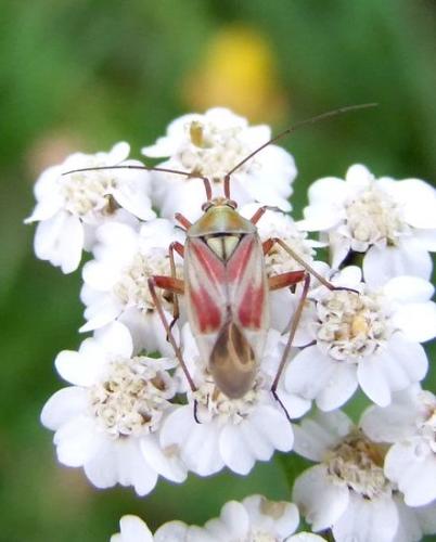 Réf. 105 413 : Calocoris roseomaculatus