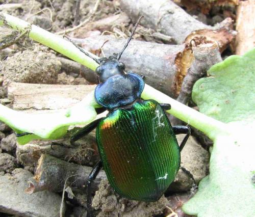 Calosoma sycophanta
