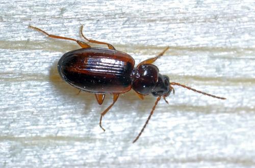 Réf. 105 390 : Trechus sp.
