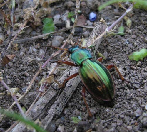 Carabus auratus