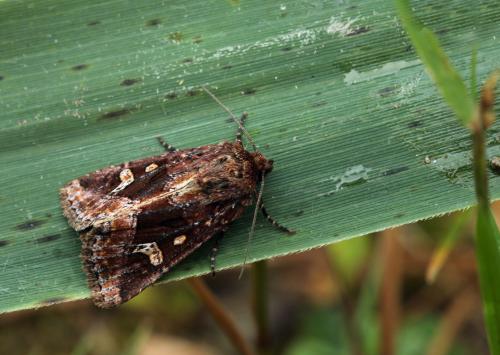Réf. 105 765 : Celaena haworthii