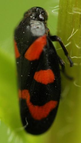 Cercopis vulnerata