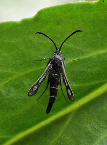 Réf. 105 984 : Chamaesphecia mysiniformis