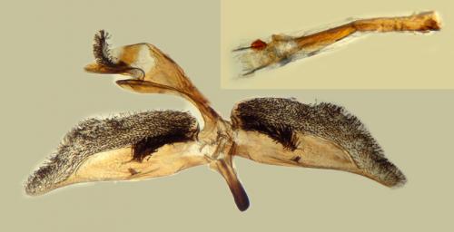 Chamaesphecia mysiniformis