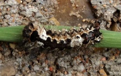 Lymantria monacha