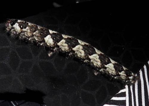 Poecilocampa populi