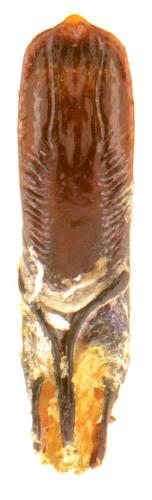 Réf. 105 672 : Altica lythri