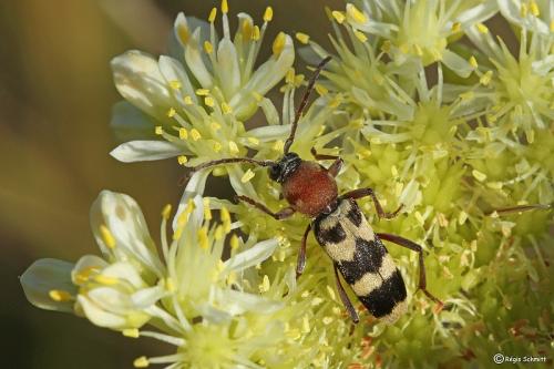 Chlorophorus trifasciatus