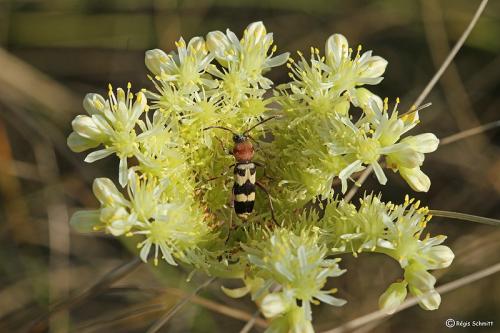 Chlorophorus trifasciatus