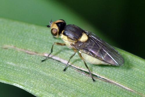 Réf. 105 392 : Chlorops sp.