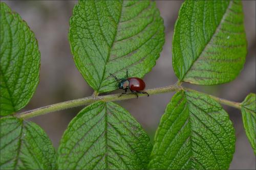 Chrysolina polita