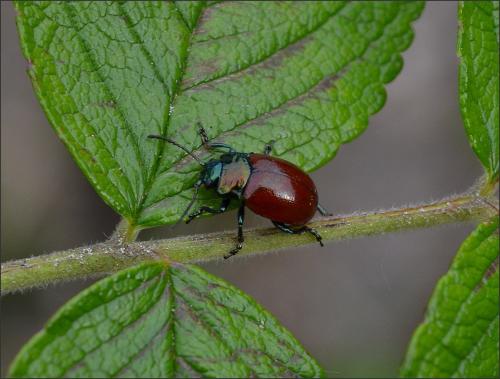Chrysolina polita