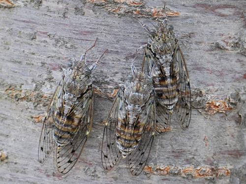 Cicada orni