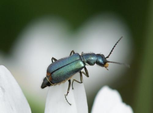 Réf. 105 892 : Clanoptilus elegans