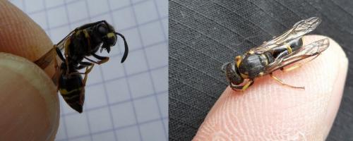 Réf. 105 274 : Eumeninae inconnu