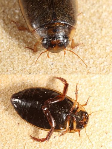 Rhantus suturalis