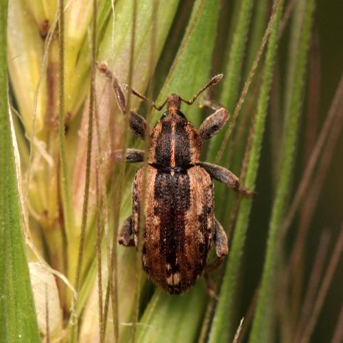 Réf. 105 025 : Hypera postica