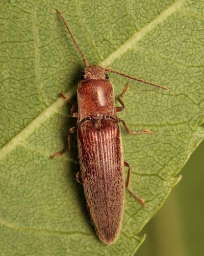Réf. 105 913 : Synaptus filiformis