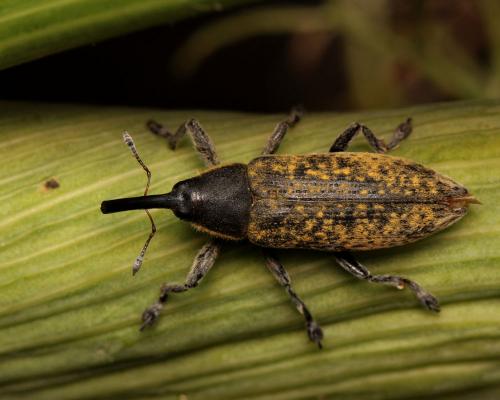 Lixus umbellatarum