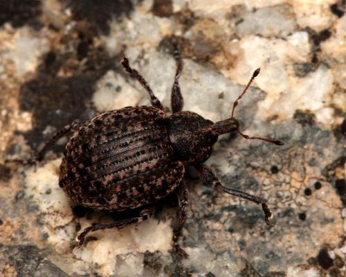 Donus salviae