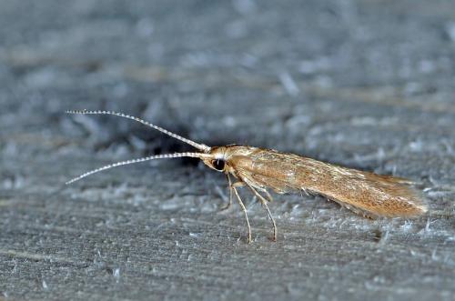 Coleophora sp.