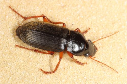 Pseudoophonus rufipes