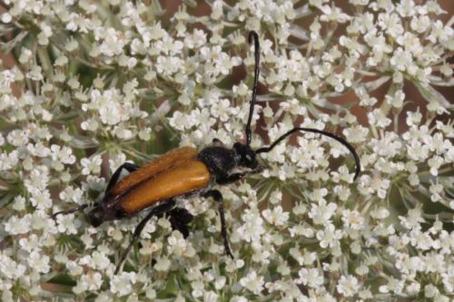 Stictoleptura fulva