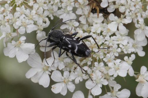 Chlorophorus sartor