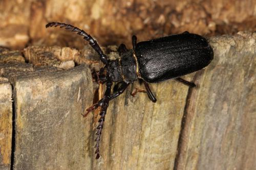 Prionus coriarius
