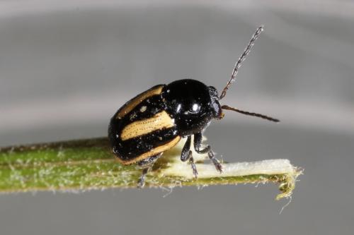 Cryptocephalus vittatus