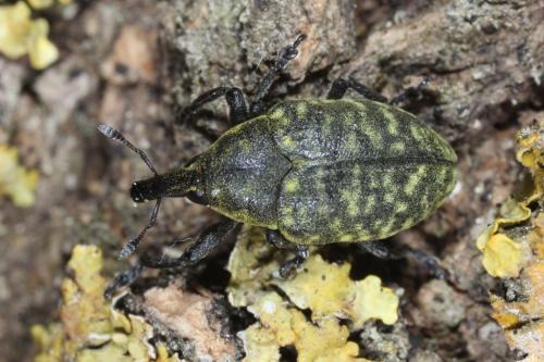 Réf. 105 088 : Larinus turbinatus