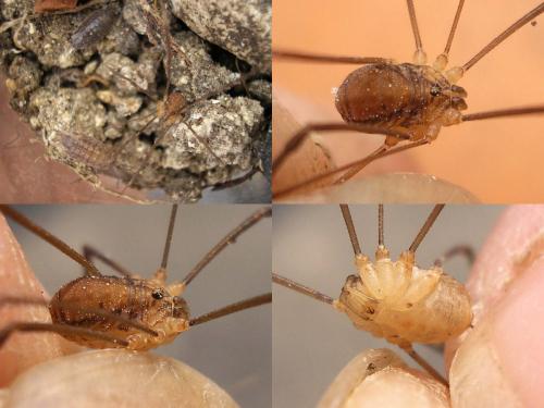 Nelima doriae