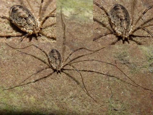 Réf. 105 306 : Opilio parietinus