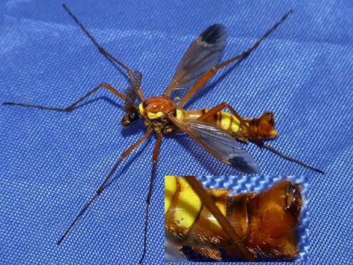 Réf. 105 587 : Ctenophora ornata