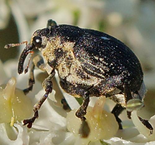 Mononychus punctumalbum