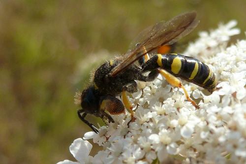 Réf. 105 904 : Crabro cribrarius