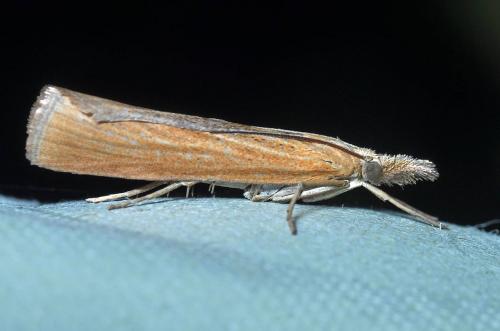 Pediasia luteella