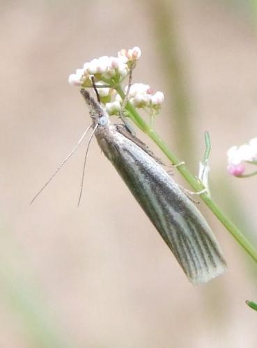 Réf. 105 651 : Crambus perlella