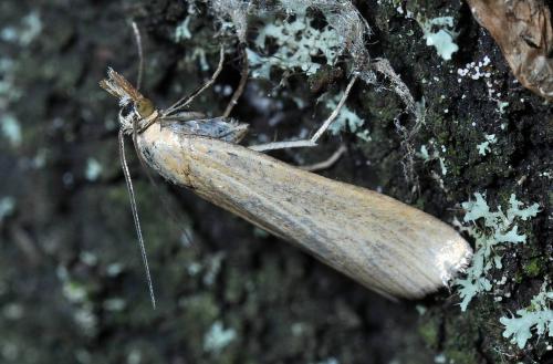 Crambus perlella