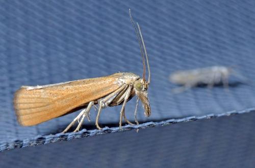 Pediasia luteella