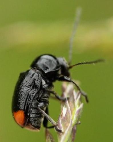 Cryptocephalus biguttatus