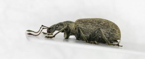 Réf. 105 872 : Phyllobius pomaceus