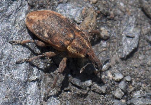 Réf. 105 480 : Larinus pollinis