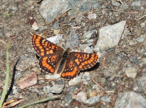 Euphydryas intermedia